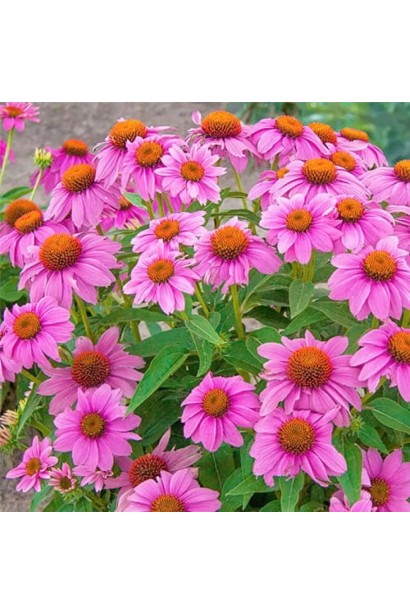 Куст эхинацеи `Pink` в полном цветении на цветнике